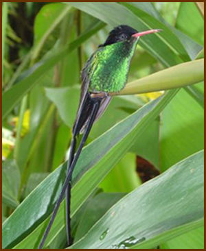 http://www.nirvananegril.com/images/dr-bird1.jpg